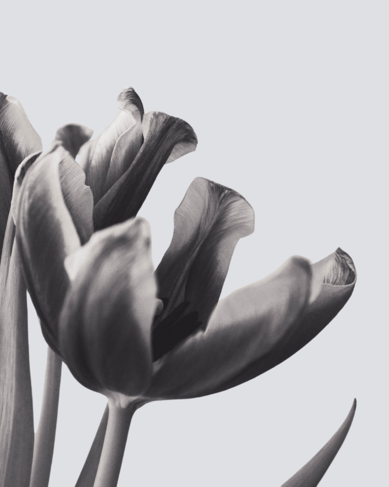 Cosmétique belle et responsable – formulation à base de fleurs et d’actifs végétaux