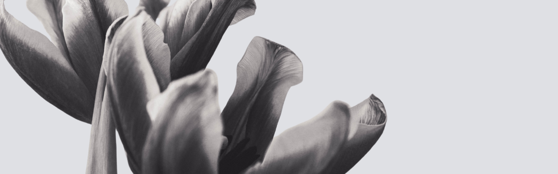 Soins naturels inspirés des fleurs – engagements vegan & Ecocert pour peaux matures